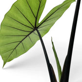 Alocasia zebrina 'Black Stem'