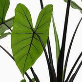 Nahaufnahme schwarzer Blattstiele und pfeilförmiger Blätter von Alocasia zebrina Black Stem vor weißem Hintergrund