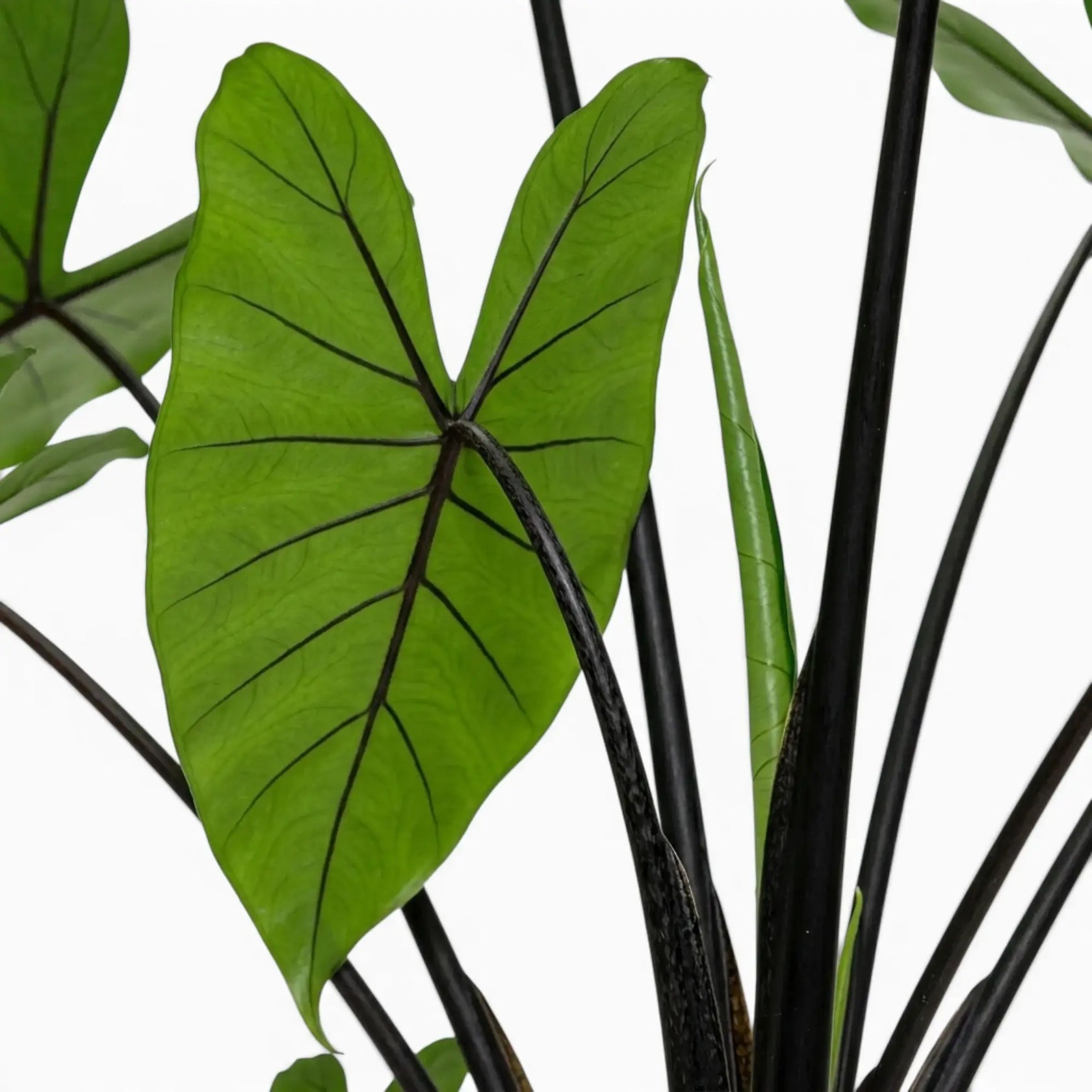 Alocasia zebrina 'Black Stem' | Dunkle Stiele  Foliage Factory