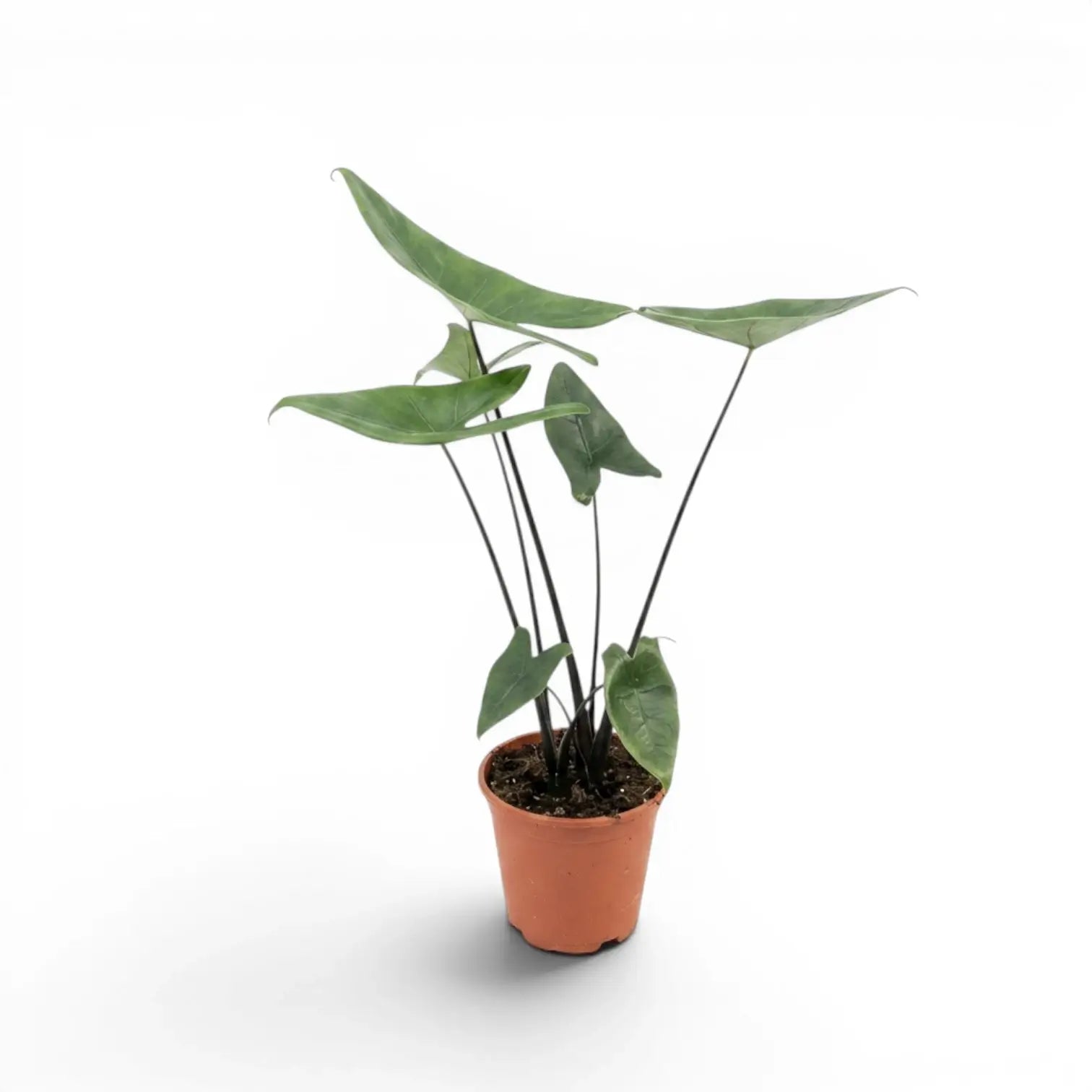 Alocasia zebrina 'Black Stem'