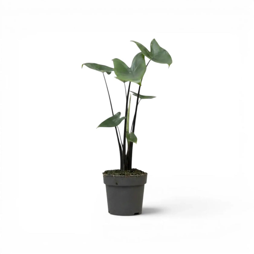 Alocasia zebrina Black Stem potted plant with black petioles and arrow-shaped leaves on a white background