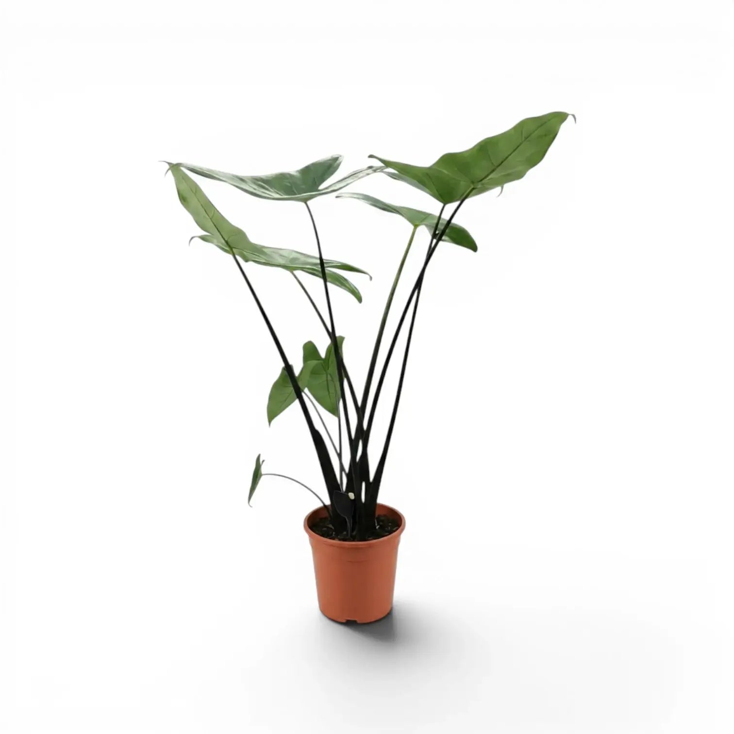 Alocasia zebrina 'Black Stem'