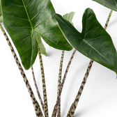 Close-up of green leaves with striped stems of Alocasia zebrina on a white background