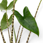 Close-up of green leaves with striped stems of Alocasia zebrina on a white background