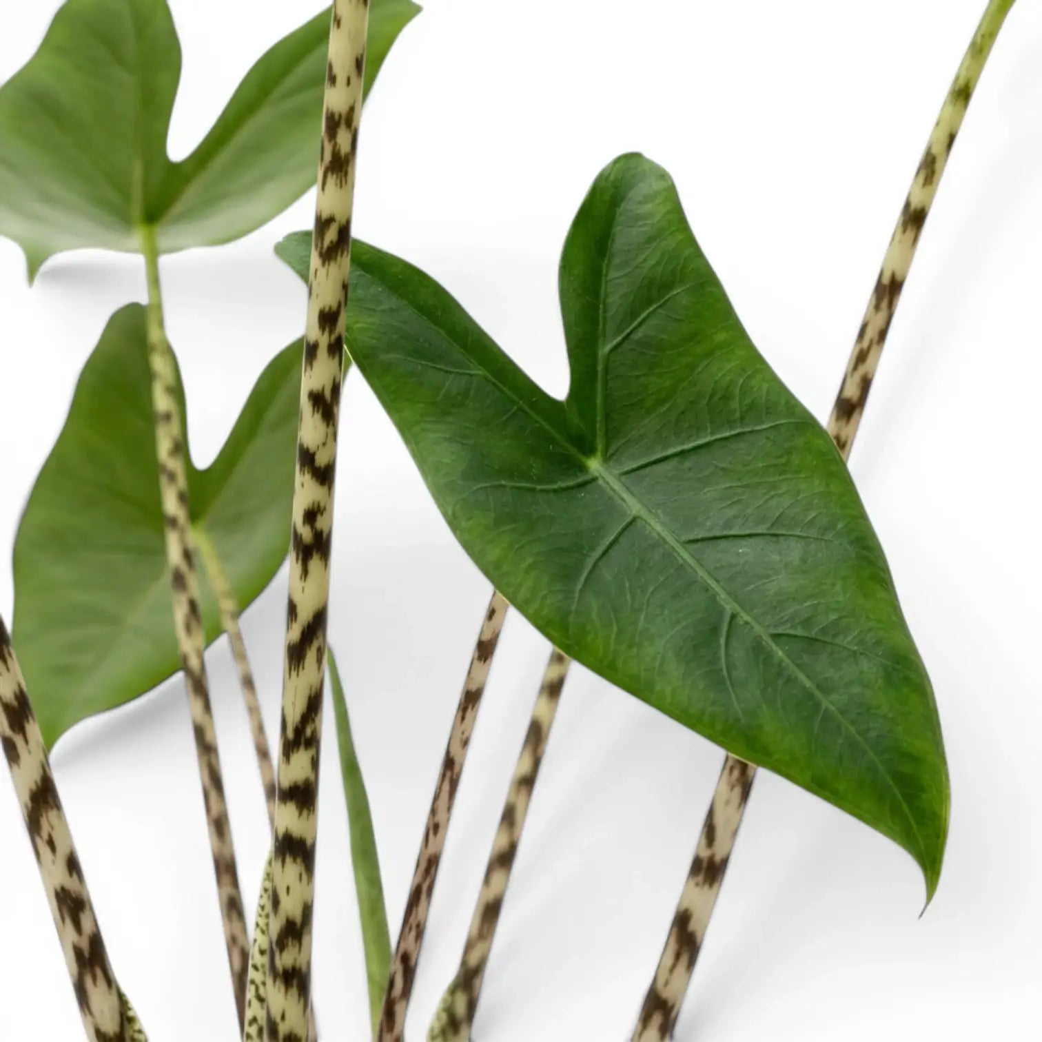 Close-up of green leaves with striped stems of Alocasia zebrina on a white background
