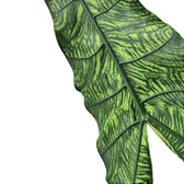 Alocasia zebrina 'Reticulata' – Blattdetail vor weißem Hintergrund..