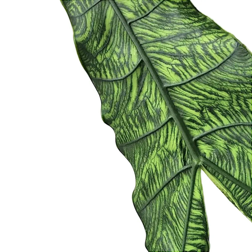 Alocasia zebrina 'Reticulata' leaf detail on white background.