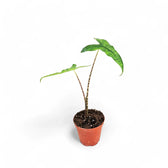 Alocasia zebrina 'Reticulata' – Topfpflanze im Kulturtopf vor weißem Hintergrund, Produktfoto 3.