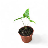 Alocasia zebrina 'Reticulata' Zimmerpflanze im Anzuchttopf vor weißem Hintergrund, Produktfoto 7.