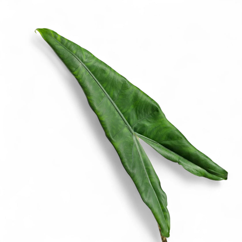 Alocasia zebrina ‘Tigrina Superba’ leaf detail on white background.