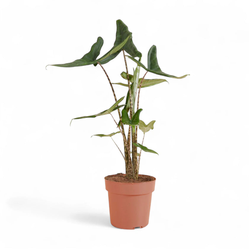 Alocasia zebrina ‘Tigrina Superba’ potted plant in nursery pot on white background.