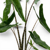 Close-up of patterned petioles and dark green, arrow-shaped leaves of Alocasia zebrina Tigrina Superba on white background