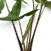 Close-up of patterned petioles and dark green, arrow-shaped leaves of Alocasia zebrina Tigrina Superba on white background