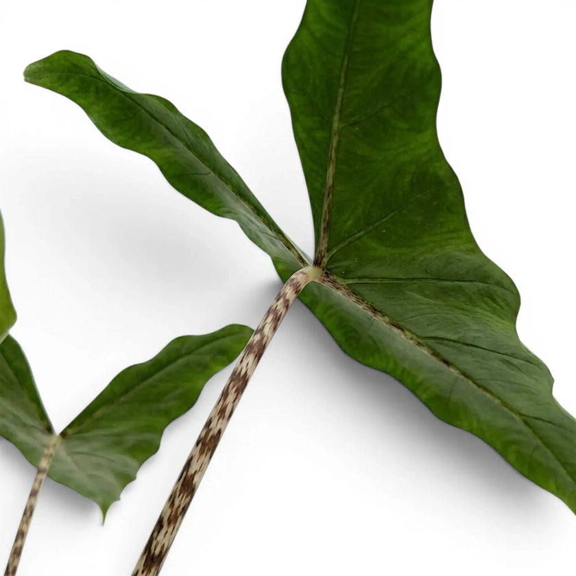Close-up of patterned petioles and dark green, arrow-shaped leaves of Alocasia zebrina Tigrina Superba on white background