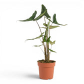Alocasia zebrina Tigrina superba plant with patterned petioles and arrow-shaped green leaves in a nursery pot on white background