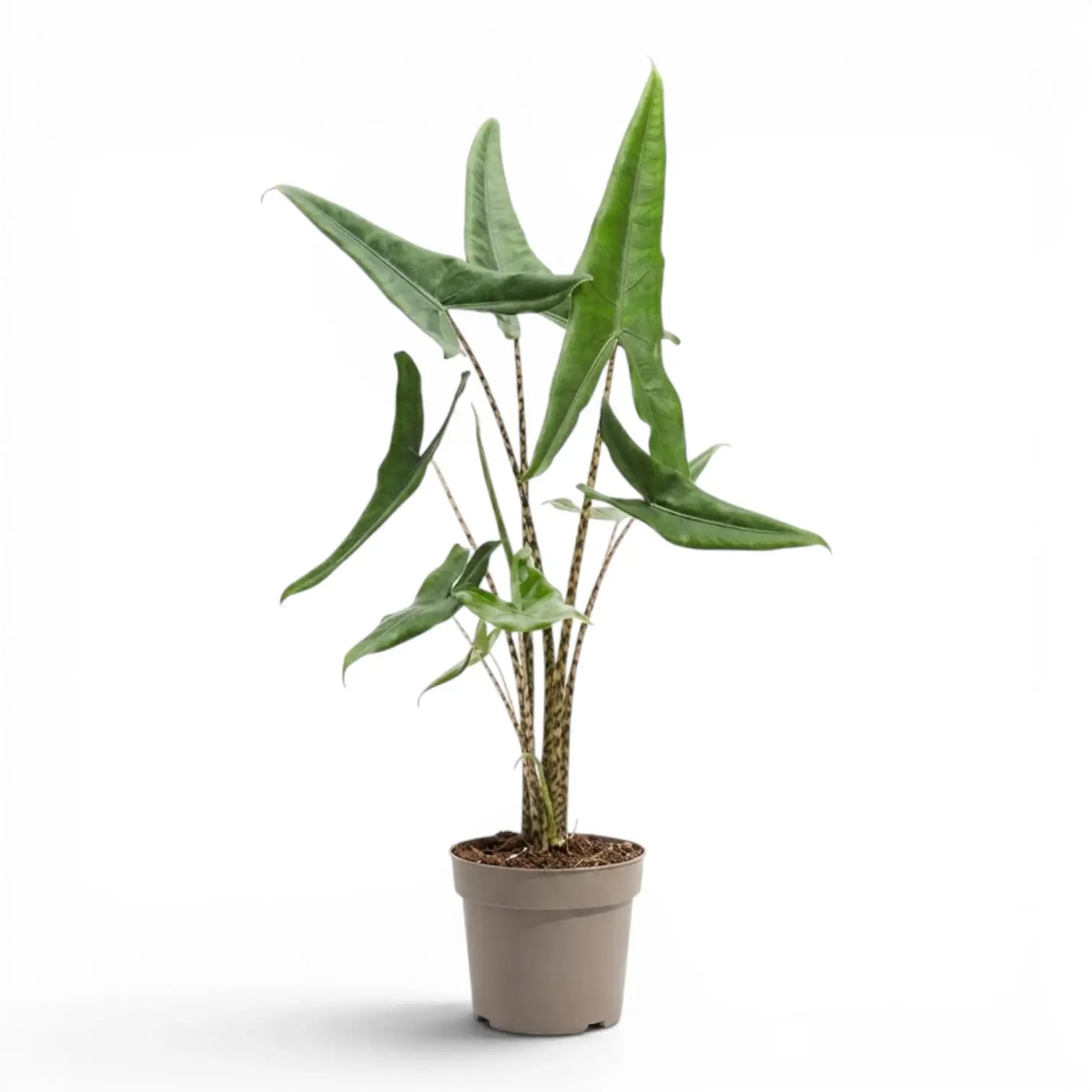 Alocasia zebrina Tigrina superba plant with patterned petioles and arrow-shaped green leaves in a nursery pot on white background
