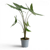 Alocasia zebrina Tigrina superba plant with patterned petioles and arrow-shaped green leaves in a nursery pot on white background