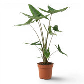 Alocasia zebrina Tigrina superba plant with patterned petioles and arrow-shaped green leaves in a nursery pot on white background