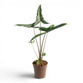 Alocasia zebrina Tigrina superba plant with patterned petioles and arrow-shaped green leaves in a nursery pot on white background