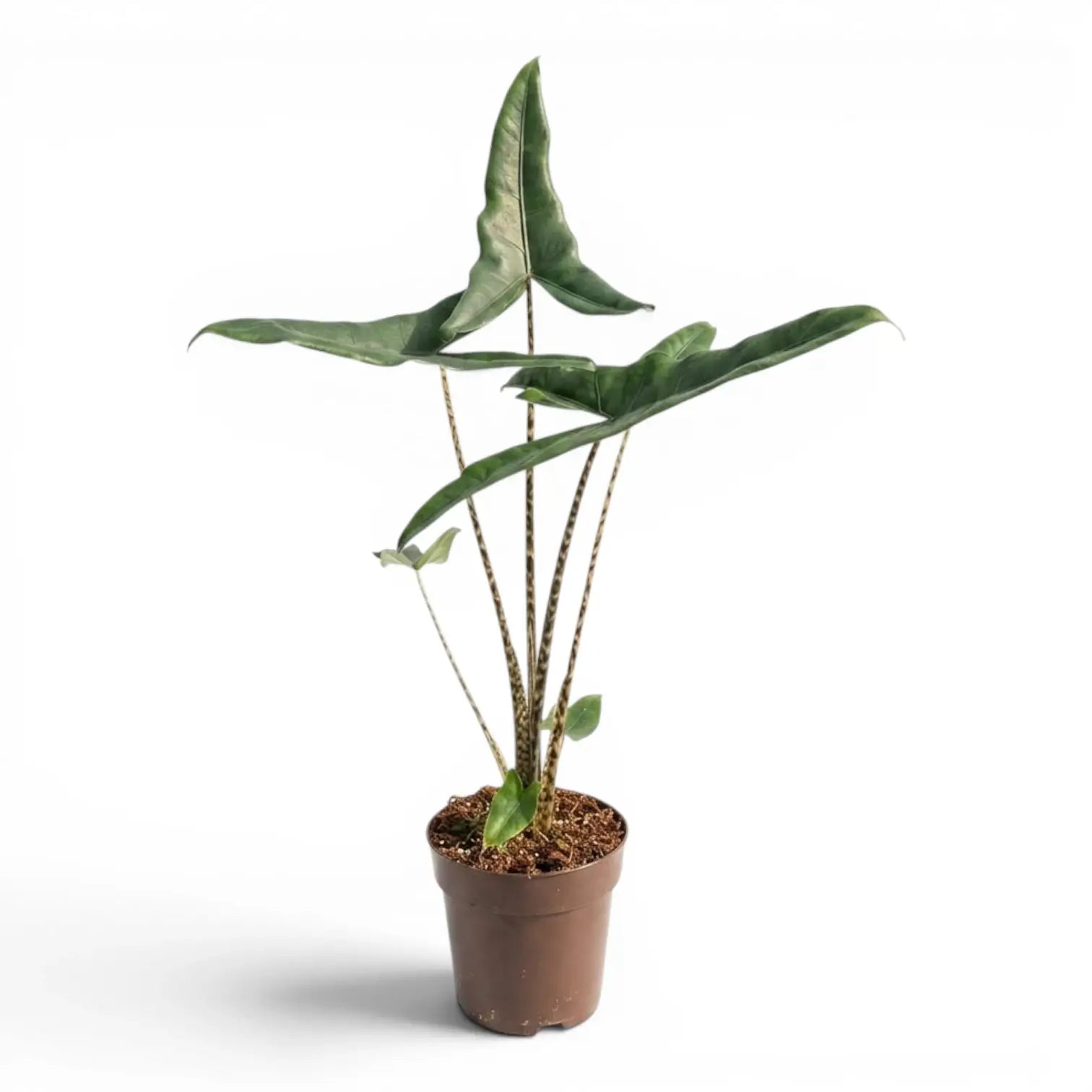 Alocasia zebrina Tigrina superba plant with patterned petioles and arrow-shaped green leaves in a nursery pot on white background