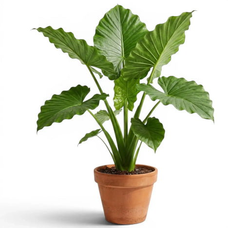 Alocasia odora 'California' plant photo