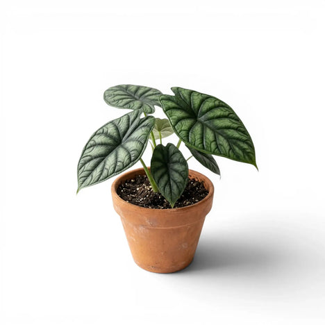 Alocasia baginda 'Dragon Scale' plant photo