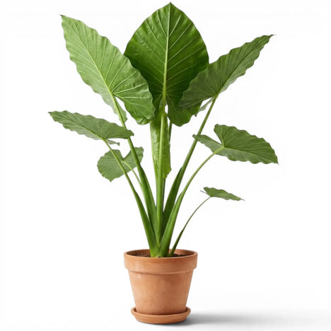 Alocasia macrorrhizos plant photo
