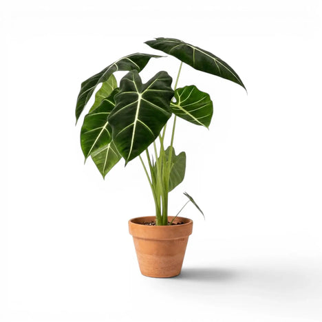 Alocasia micholitziana 'Green Velvet' plant photo