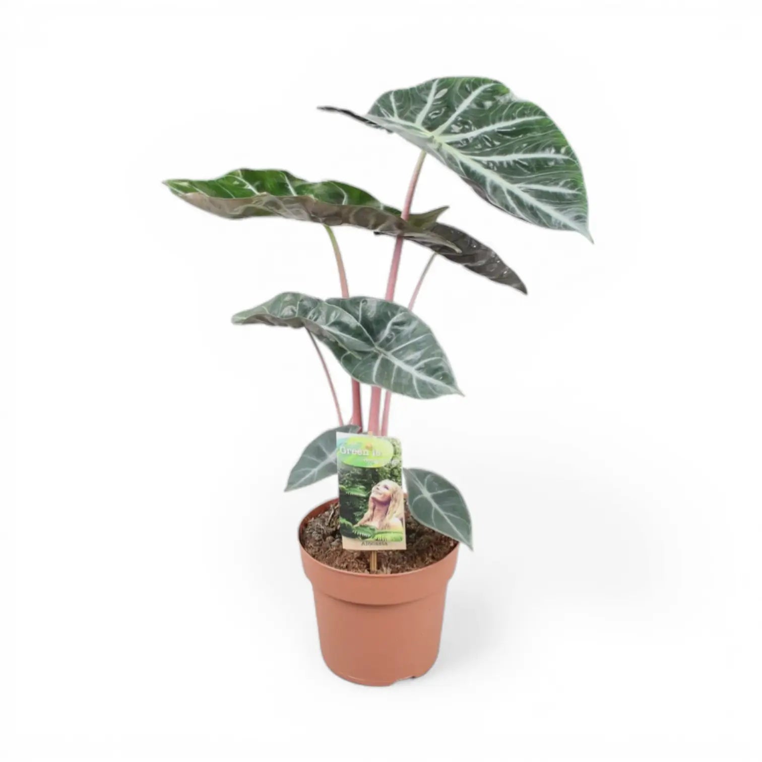 Alocasia 'Pink Dragon' ('Aurora') potted houseplant in nursery pot on white background, product photo 3.