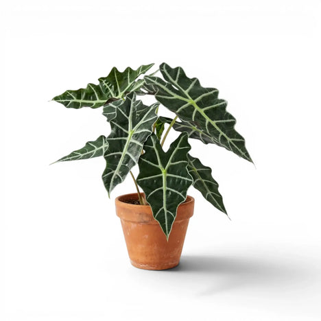 Alocasia 'Polly' plant photo