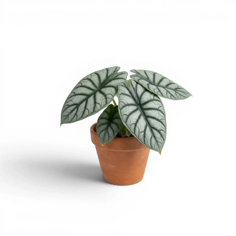 Alocasia baginda 'Silver Dragon' plant photo