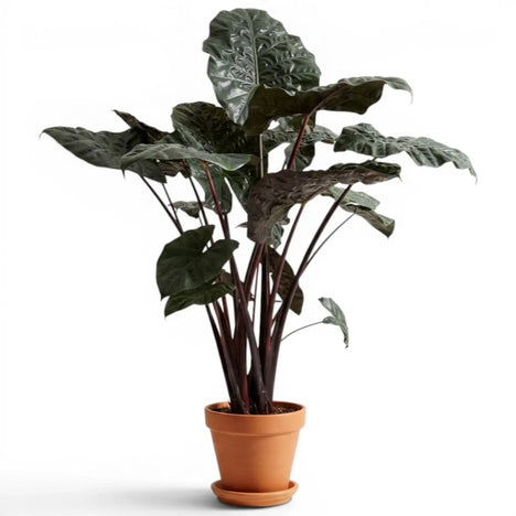 Alocasia 'Yucatan Princess' plant photo