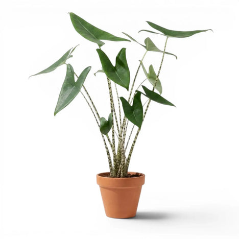 Alocasia zebrina plant photo