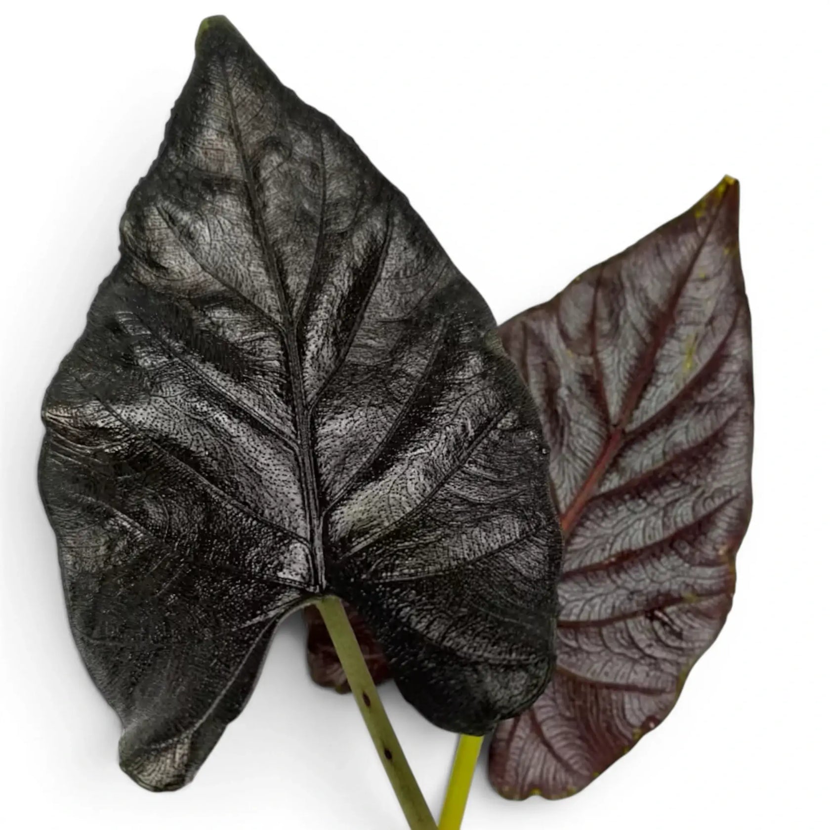 Close-up of two Alocasia Antoto Velvet leaves with almost black colouration and pubescent surface on a white background