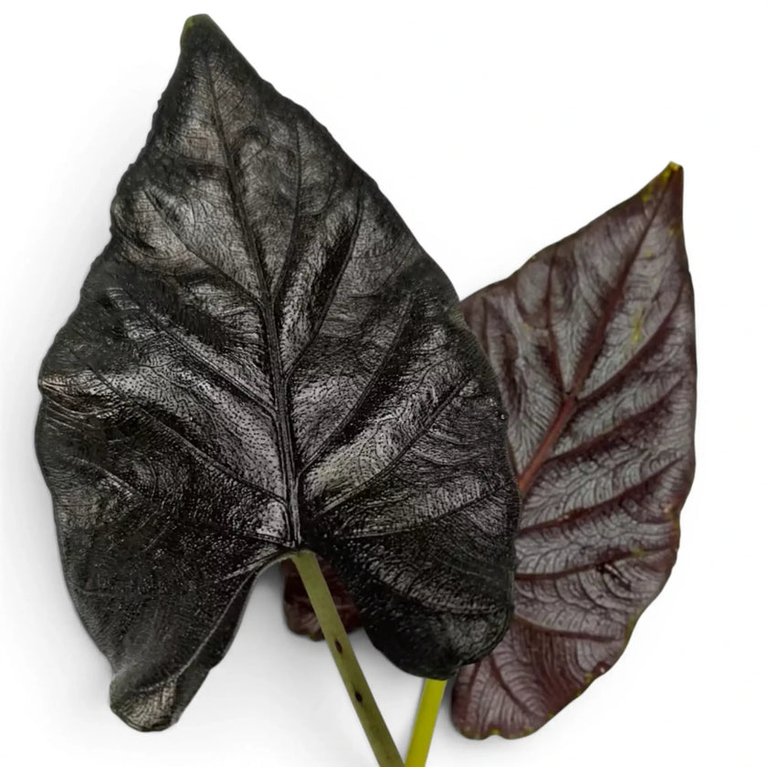 Close-up of two Alocasia Antoto Velvet leaves with almost black colouration and pubescent surface on a white background