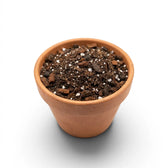 Terracotta pot filled with Alocasia potting mix on a white background