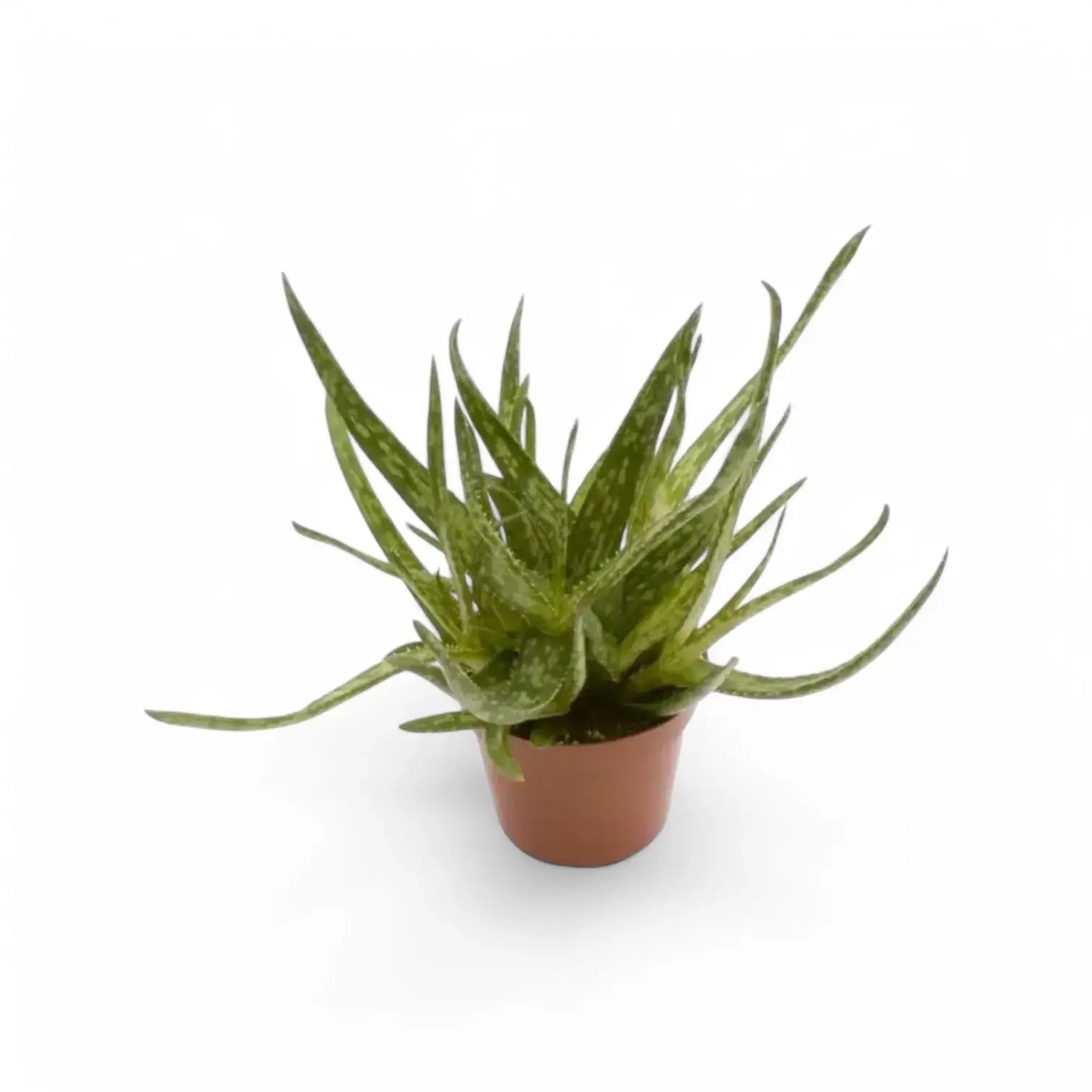 Aloe bakeri Zimmerpflanze im Anzuchttopf vor weißem Hintergrund, Produktfoto 2.