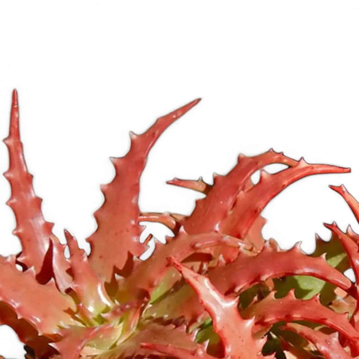 aloe vera red plant Aloe dorotheae 'Crimson' – Orange-Red Sun-Loving Rosette