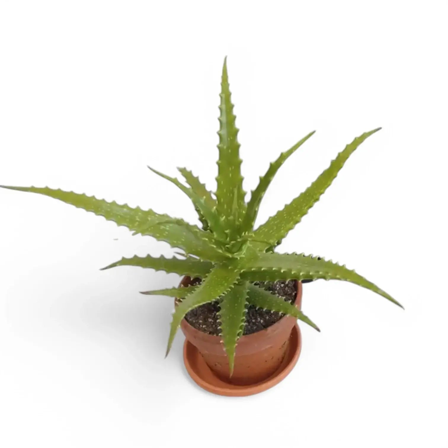 Aloe dorotheae 'Crimson' Zimmerpflanze im Anzuchttopf vor weißem Hintergrund, Produktfoto 2.