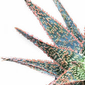 Aloe ‘DZ’ close-up of leaf on white background.