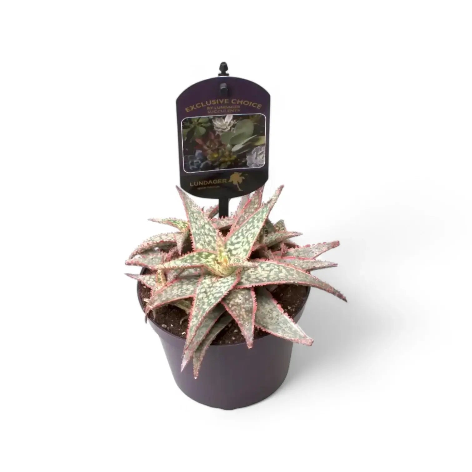 Aloe saudiarabica 子苗 Aloe rubroviolacea 'Violet' - 4in – dryoasisplants