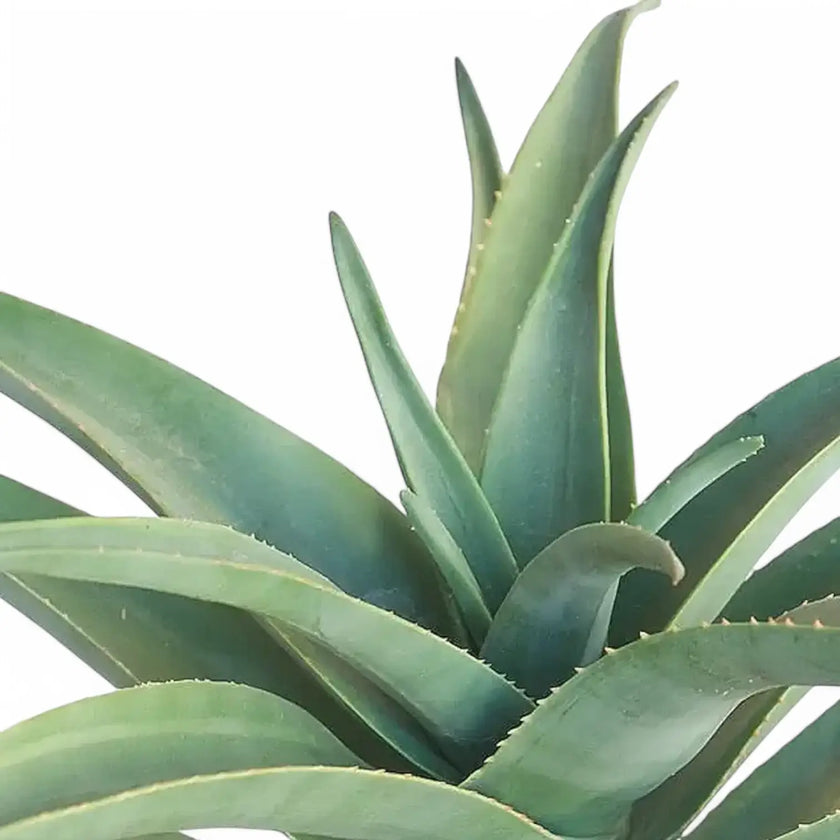 Aloe 'Hercules' – Blattdetail vor weißem Hintergrund..