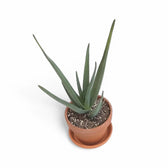 Aloe 'Hercules' potted plant in nursery pot on white background.