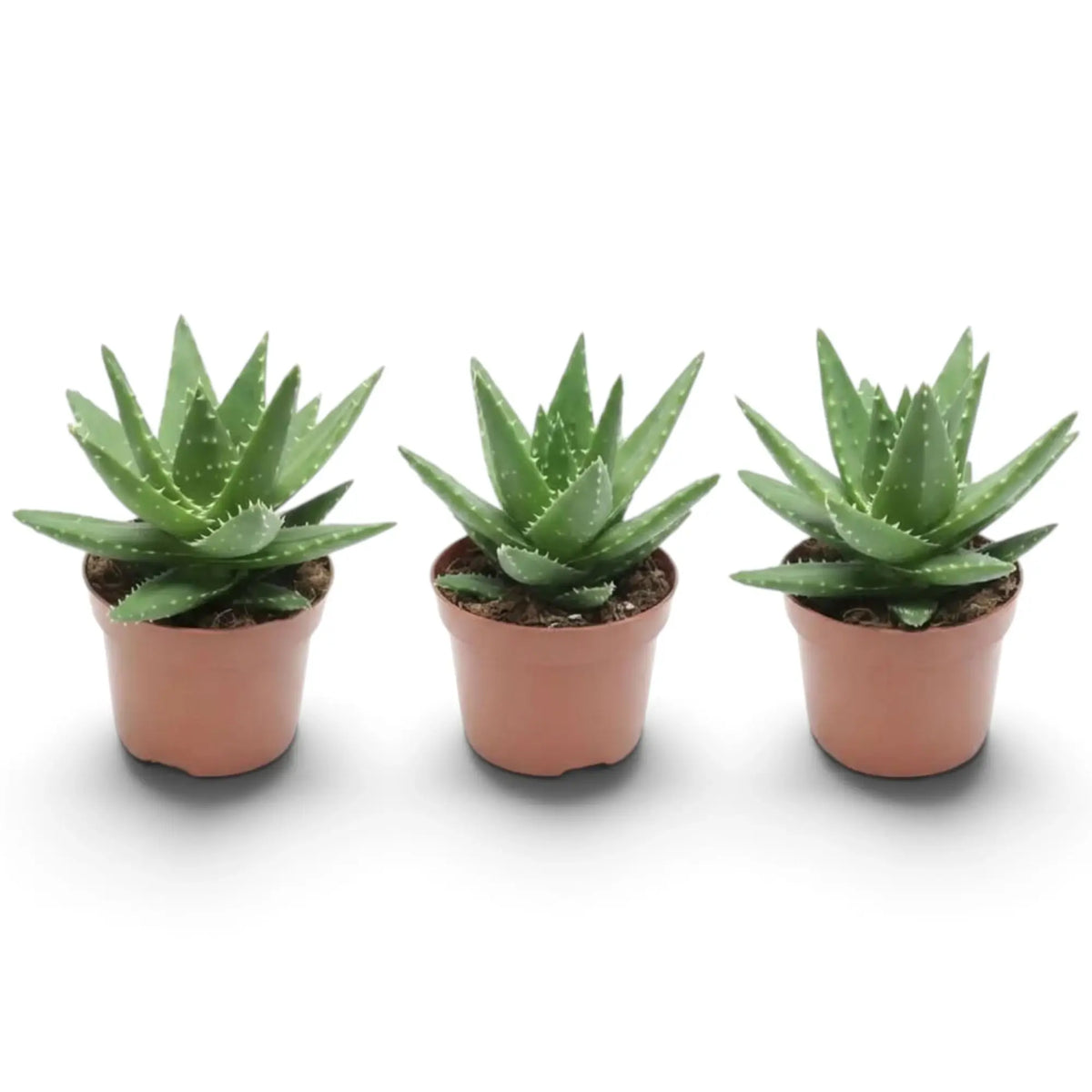Aloe microstigma als Jungpflanze mit gefleckten blaugrünen Blättern in einer kompakten Rosette