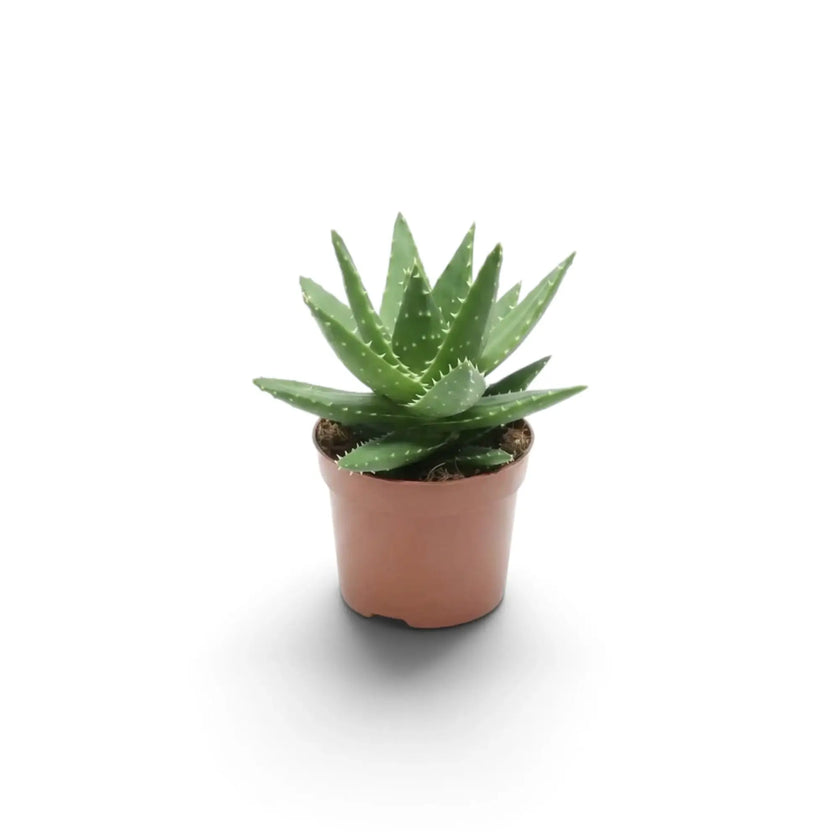 Aloe microstigma als Jungpflanze mit dreieckigen, gesprenkelten grünen Blättern in einer Rosette