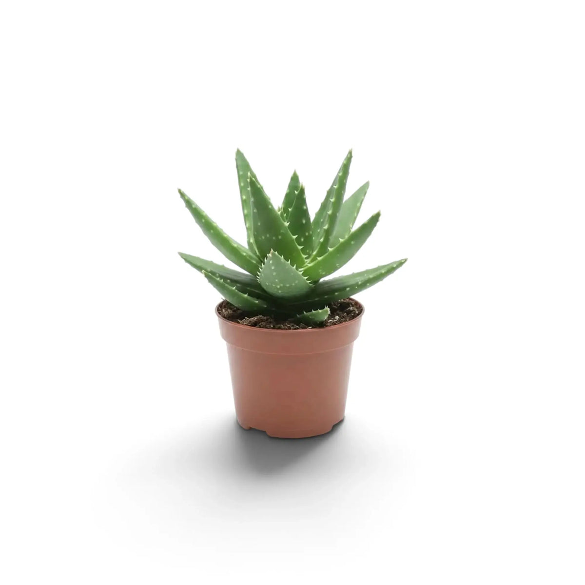 Aloe microstigma als Jungpflanze mit gefleckten blaugrünen Blättern und gezähnten Blatträndern