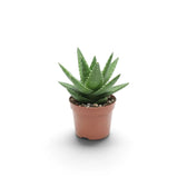 Aloe microstigma als Jungpflanze mit grünen, dicht hell gefleckten Blättern in kompakter Rosette