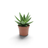 Aloe microstigma als Jungpflanze mit gesprenkelten grünen Blättern und kleinen Zähnchen an den Blatträndern