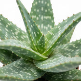 Nahaufnahme eines Blattes von Aloe microstigma mit hellen Flecken und kleinen Zähnchen am Blattrand
