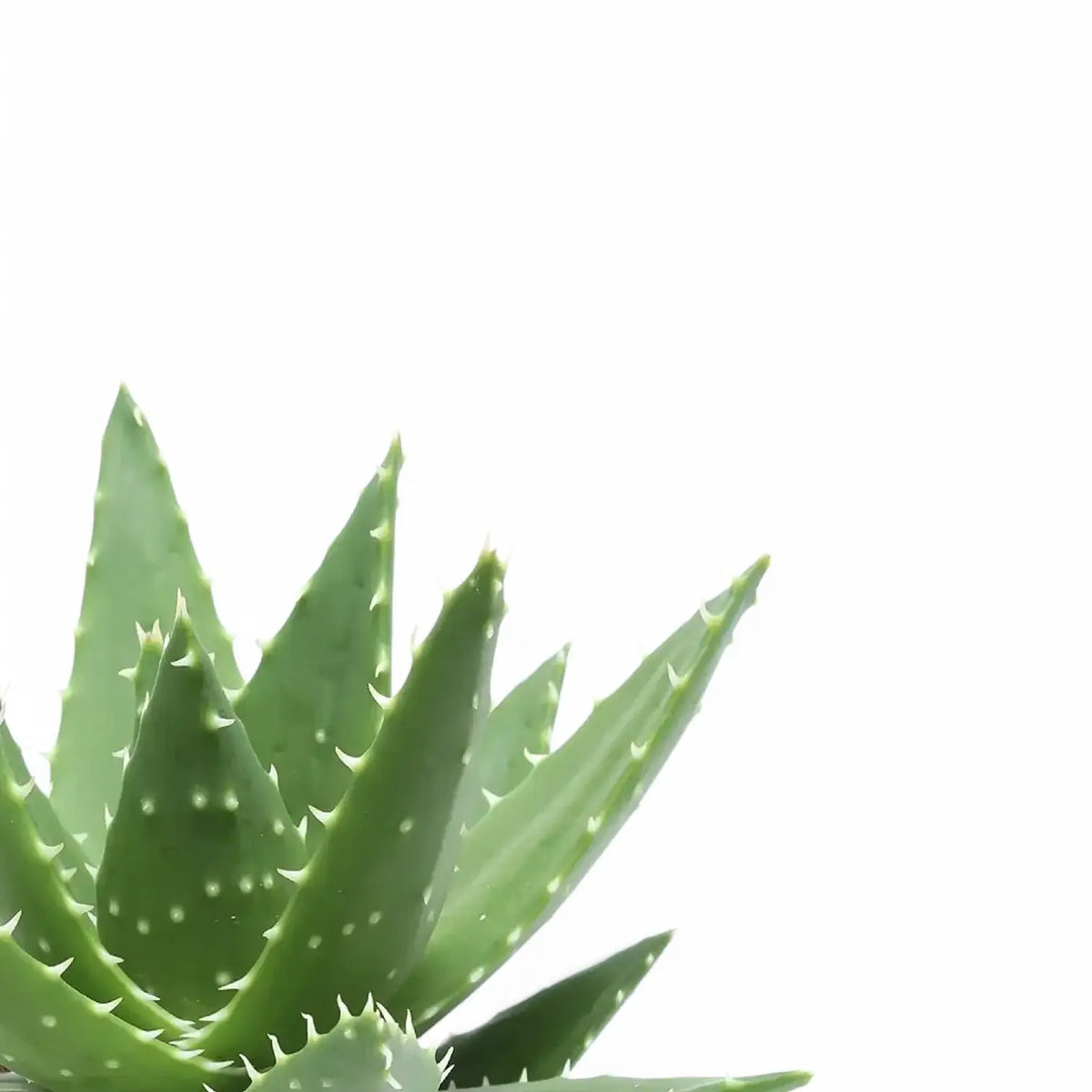 aloe vera wird rotbraun Aloe microstigma – Karoo-Aloe kaufen